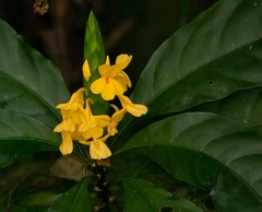 Aphelandra prismatica