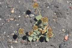 Pozoa coriacea