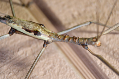 Acrophylla enceladus