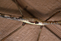 Acrophylla enceladus