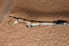 Acrophylla enceladus