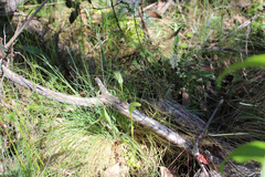 Pterostylis monticola