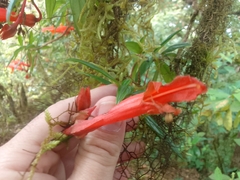 Columnea rubricaulis
