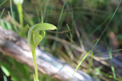Pterostylis monticola
