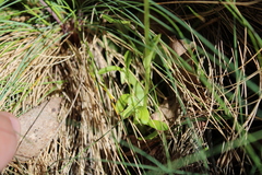 Pterostylis monticola