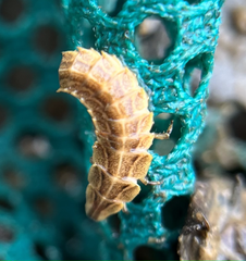 Pyractomena borealis