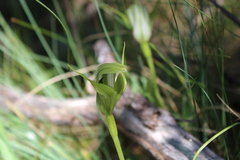 Pterostylis monticola
