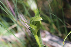 Pterostylis monticola