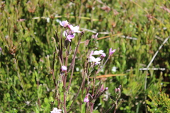 Epilobium gunnianum