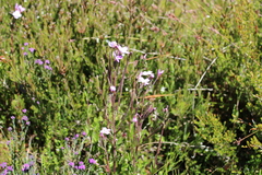 Epilobium gunnianum