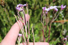 Epilobium gunnianum