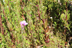 Epilobium gunnianum