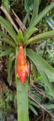 Guzmania jaramilloi