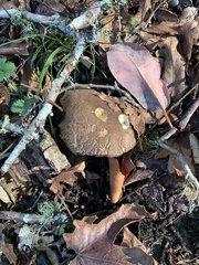 Xerocomellus mendocinensis