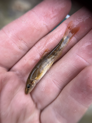 Rhinichthys cataractae