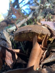 Xerocomellus mendocinensis