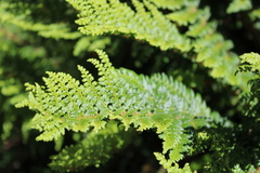 Polystichum proliferum