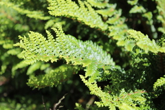 Polystichum proliferum