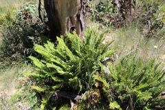 Polystichum proliferum