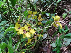 Cyrtochilum macranthum