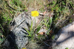 Microseris lanceolata