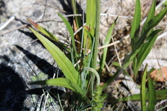 Microseris lanceolata
