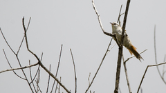 Cranioleuca pyrrhophia