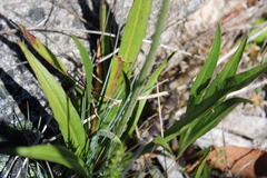Microseris lanceolata