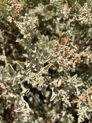 Chenopodium parabolicum