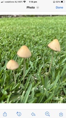 Conocybe