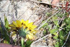 Microseris lanceolata
