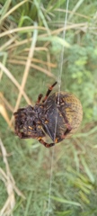 Parawixia bistriata