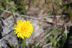 Microseris lanceolata