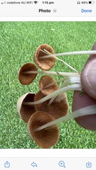 Conocybe