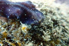 Pseudobiceros stellae