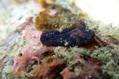 Pseudobiceros stellae