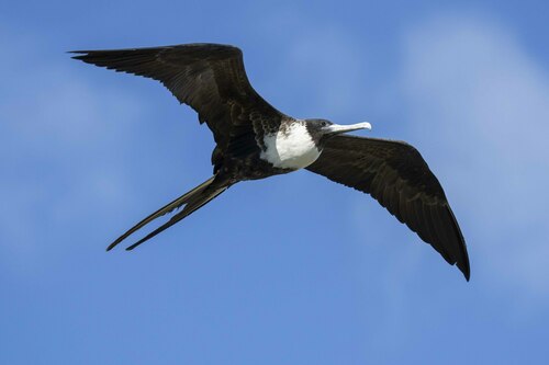Rabihorcado magnífico (Fregata magnificens)