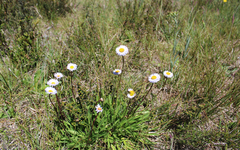 Brachyscome scapigera