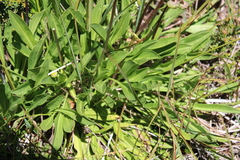 Brachyscome scapigera