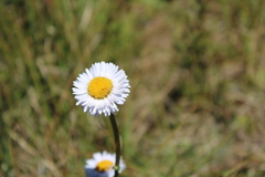 Brachyscome scapigera