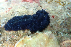 Pseudobiceros stellae