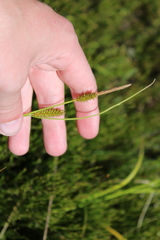 Carex blakei