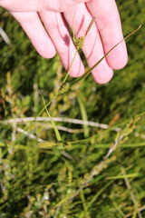 Carex blakei