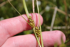 Carex blakei