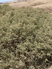 Chenopodium parabolicum