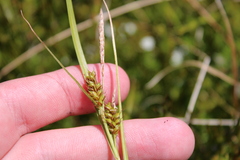Carex blakei