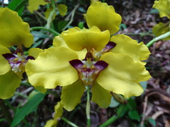 Cyrtochilum macranthum