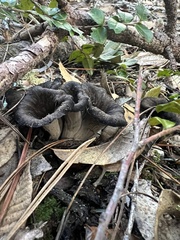 Craterellus calicornucopioides