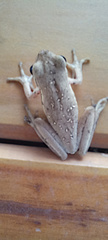 Boana pulchella