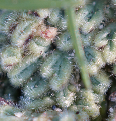 Riccia trichocarpa